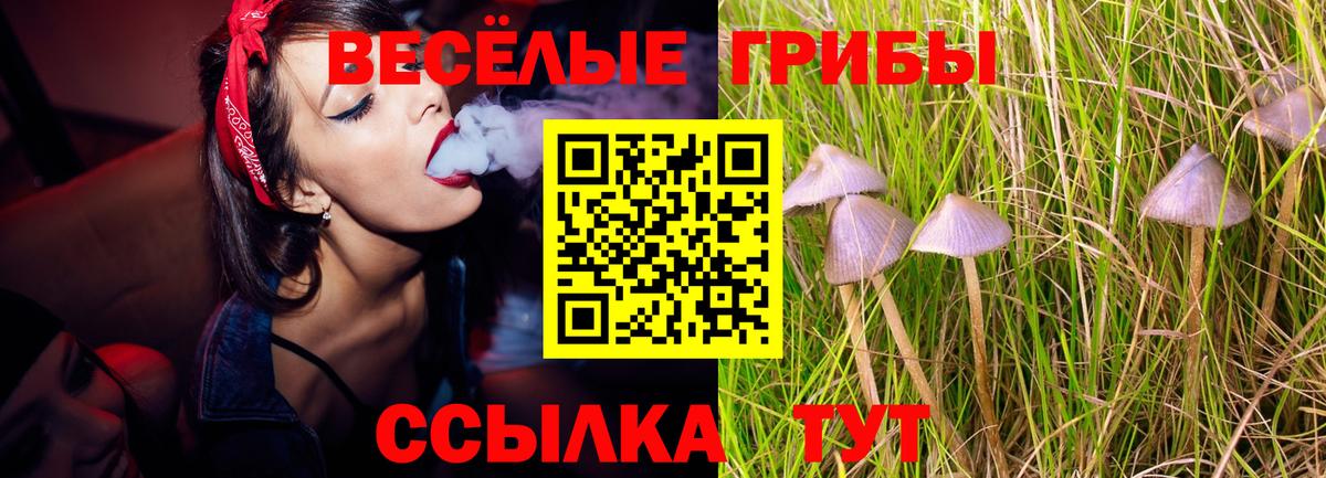 Псилоцибиновые грибы Psilocybe  Вход с VPN  Керчь 